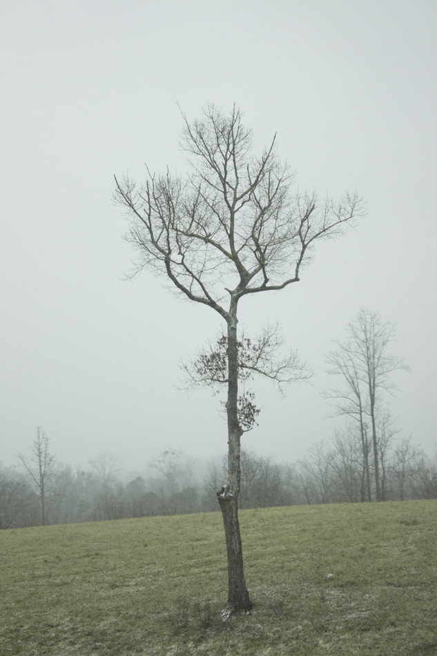 the day snowed-6762.jpg