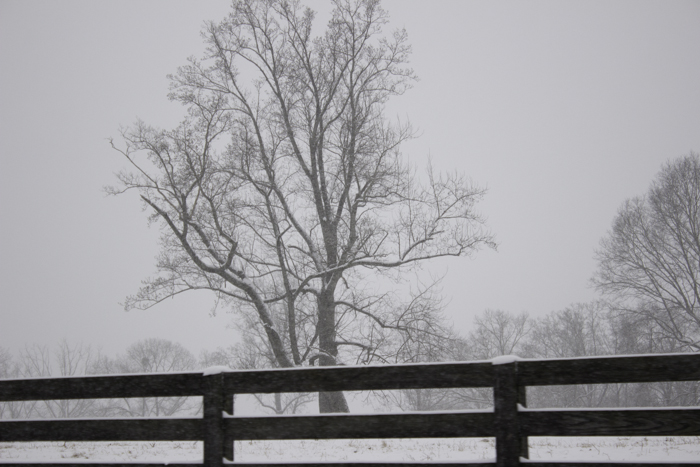 the day snowed-6801.jpg