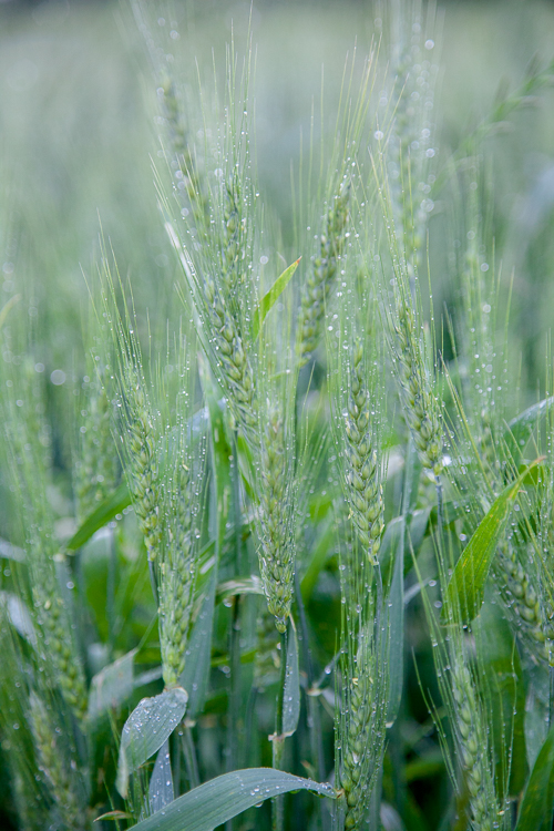 Wheat-Barley-1.jpg