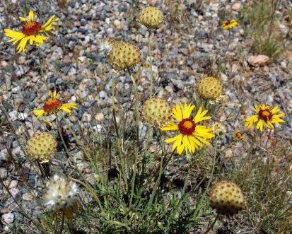 20160604_140625 (1) (1) (1).jpg