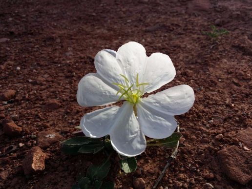 20160603_075017 (1) (1) (1).jpg