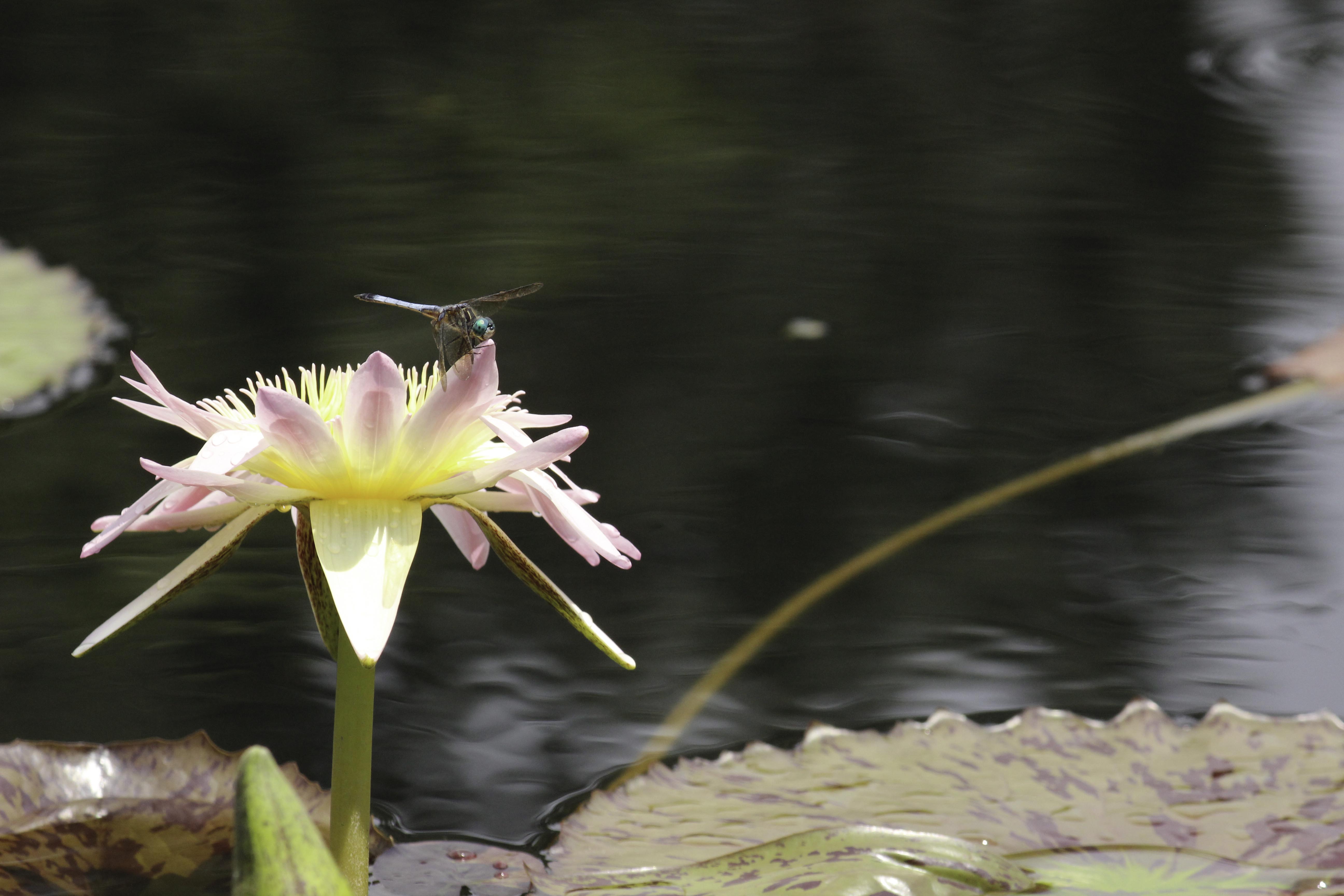 연꽃 과 잠자리-1.jpg