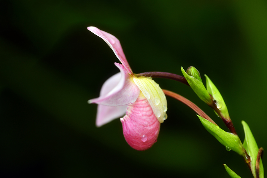 3-25-15 tulip_2652.JPG