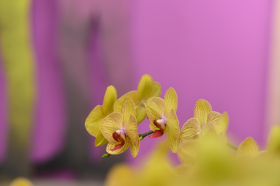 3-25-15 tulip_2589.JPG