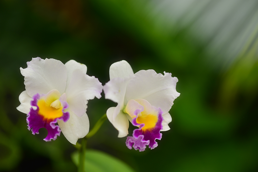 3-25-15 tulip_2598.JPG