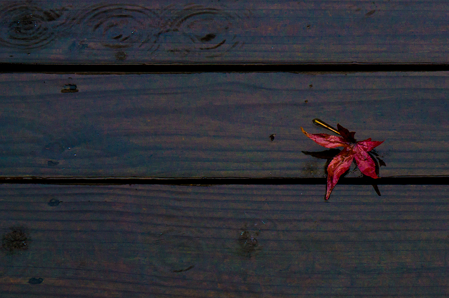 FallenLeafInRain1.jpg