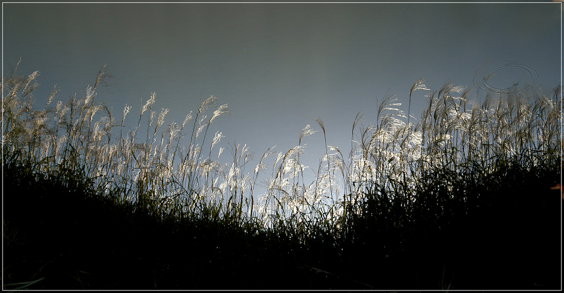 갈대반영 copy.jpg