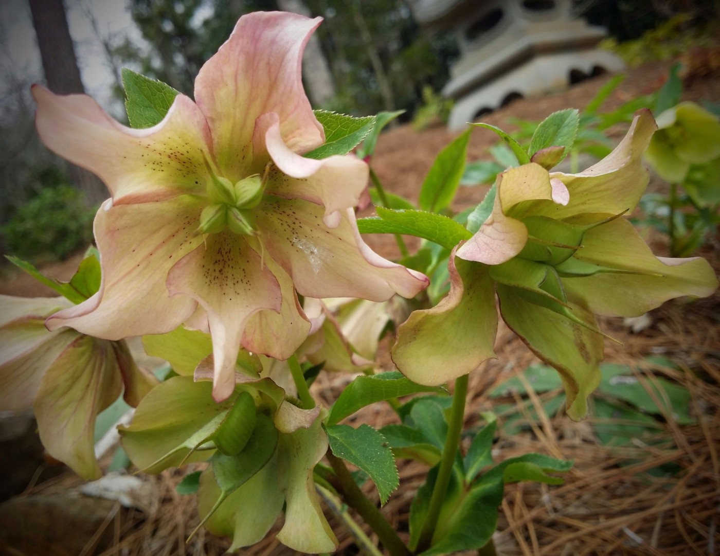 20160319_110345 (1).jpg