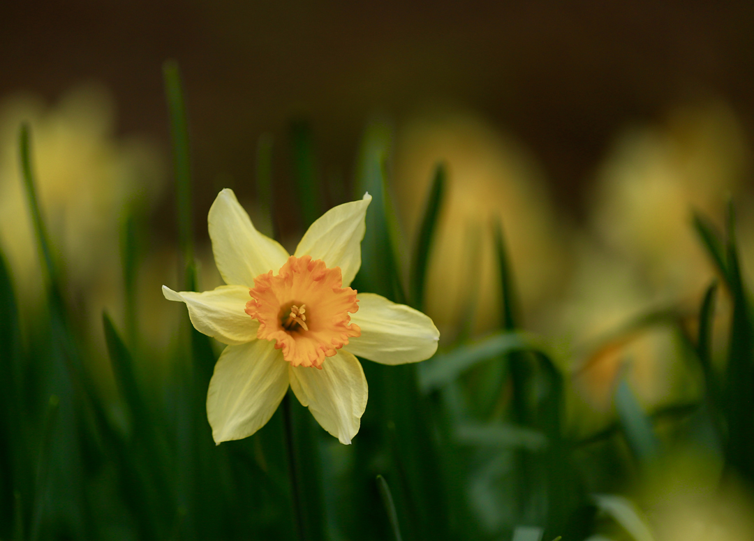 Daffodil 3.jpg