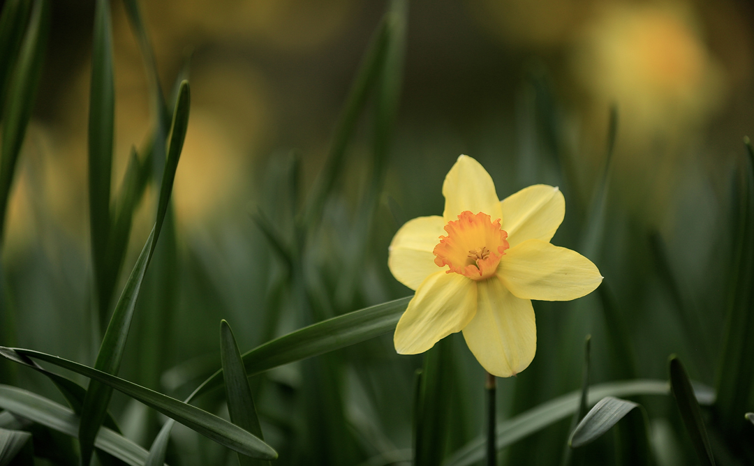 Daffodil 2.jpg