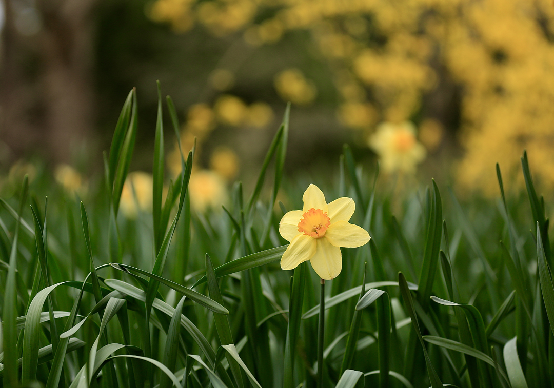 Daffodil  1.jpg