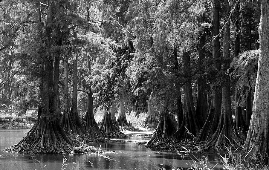 IMG_5912cypress knees.jpg