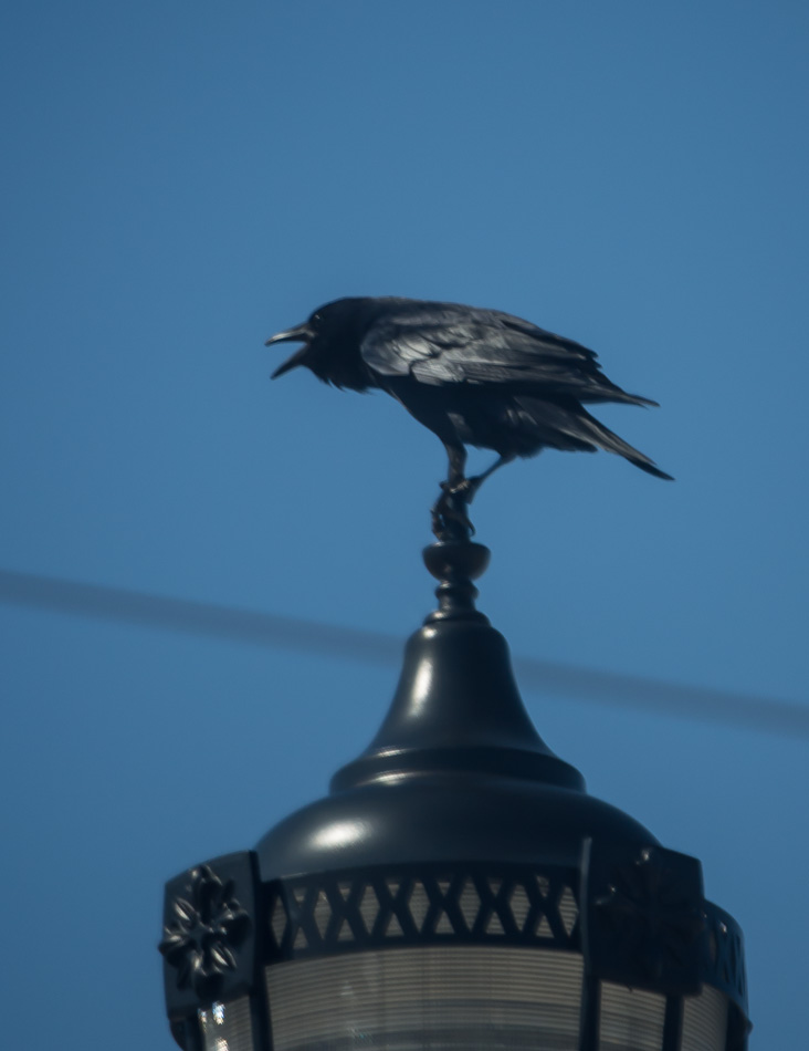 crow-3-8-14.jpg
