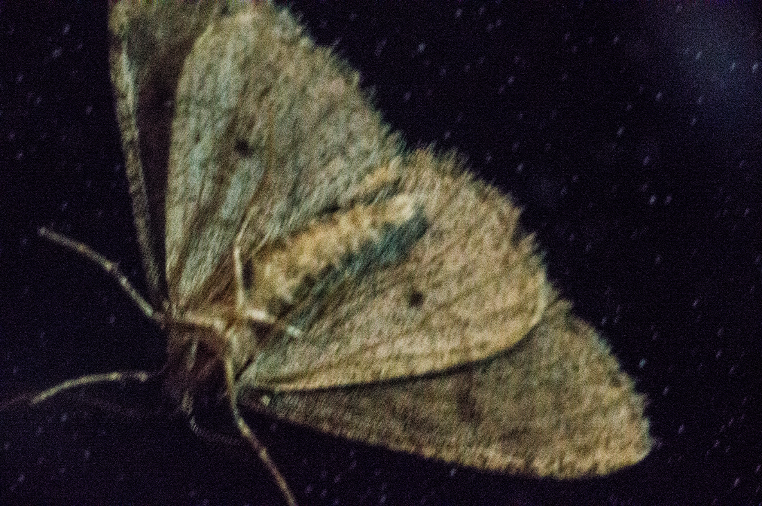Moth3.jpg