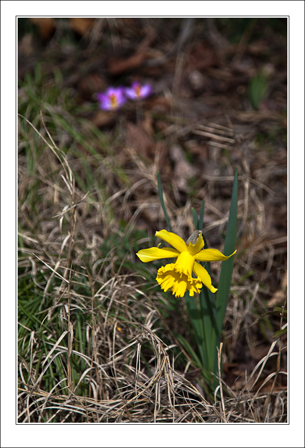spring-1.jpg