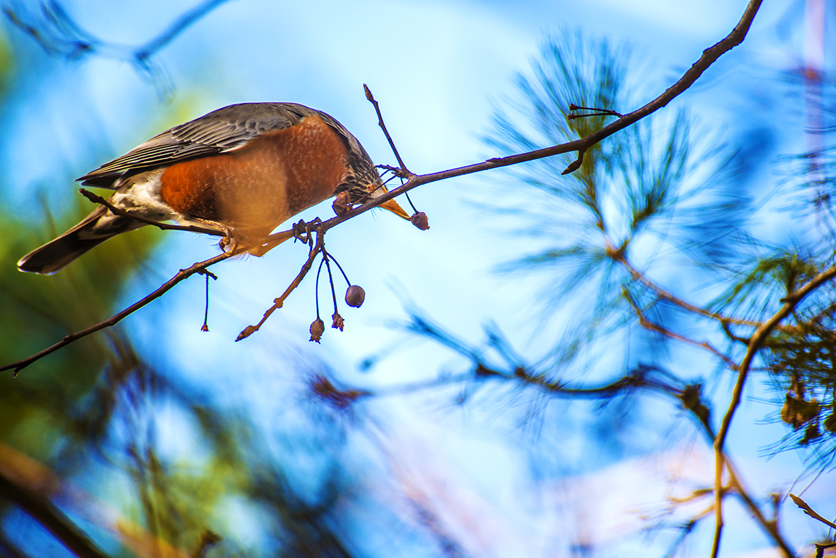 1-19-15 bird_6079.JPG