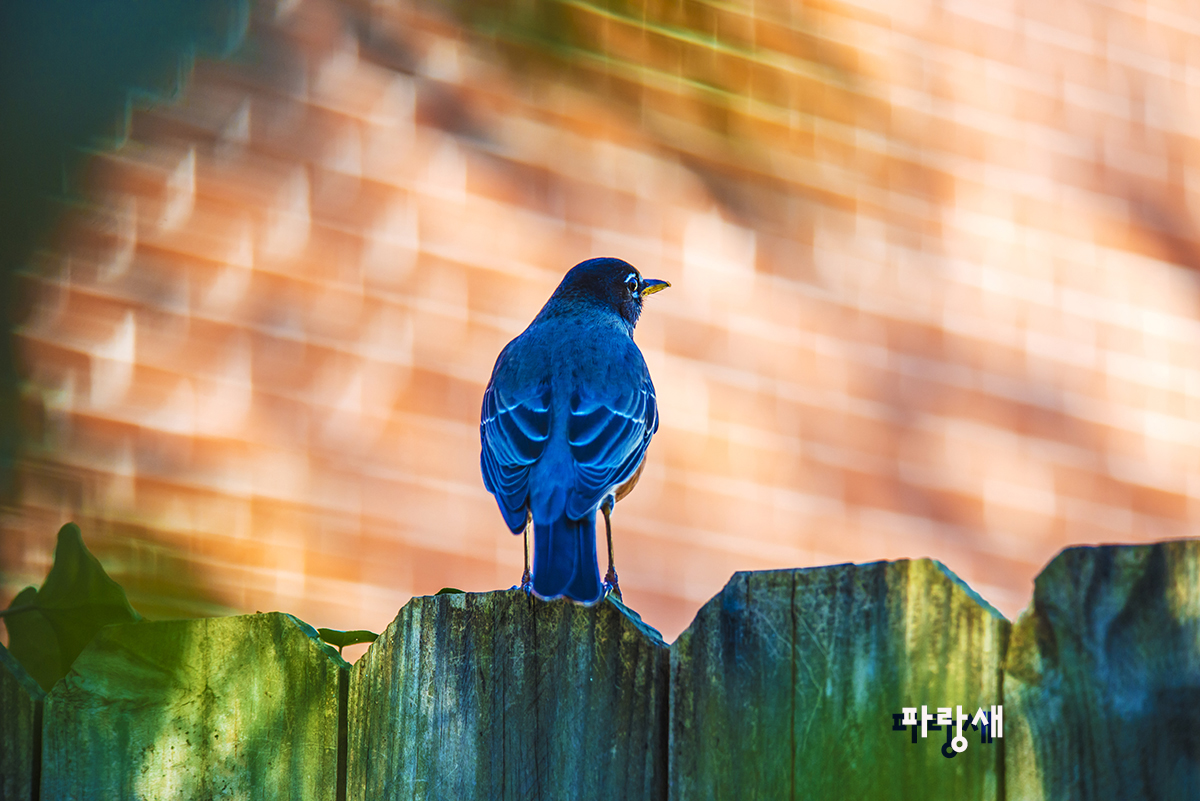 1-19-15 bird_6179.JPG