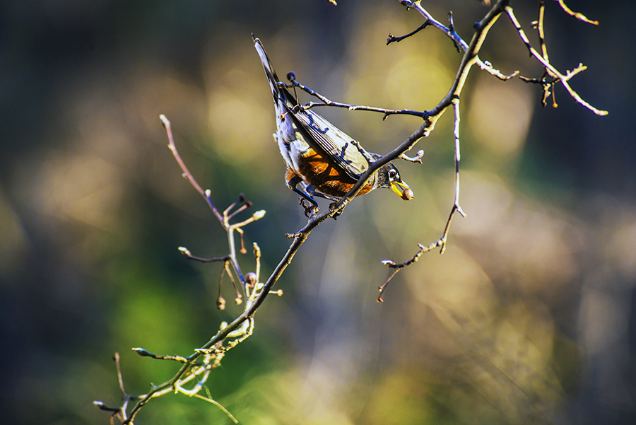 1-19-15 bird_6050.JPG