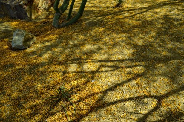 DSC_0321 (1) (1).jpg