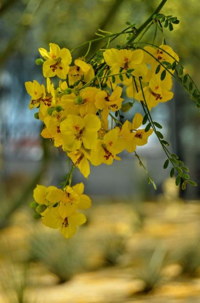 DSC_0323 (1) (1).jpg