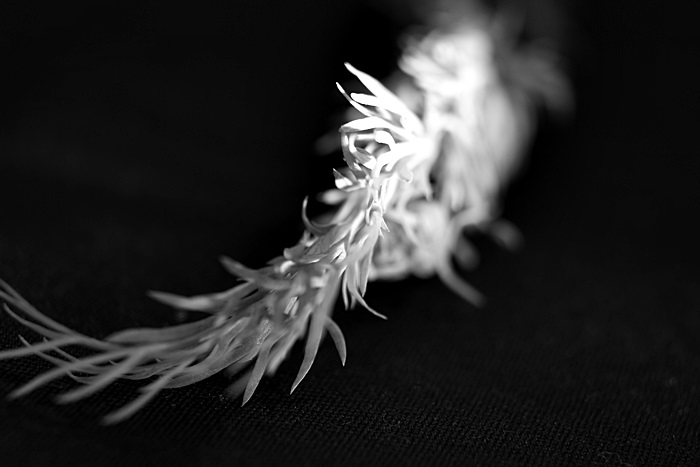 revised veggie 7.JPG