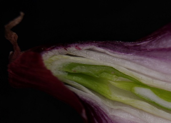 revised veggie 6.JPG