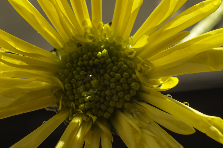 yellow-flower-7441.jpg