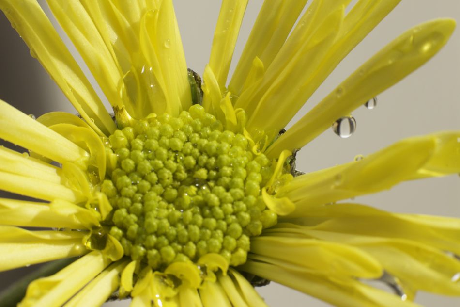 yellow-flower-7439.jpg