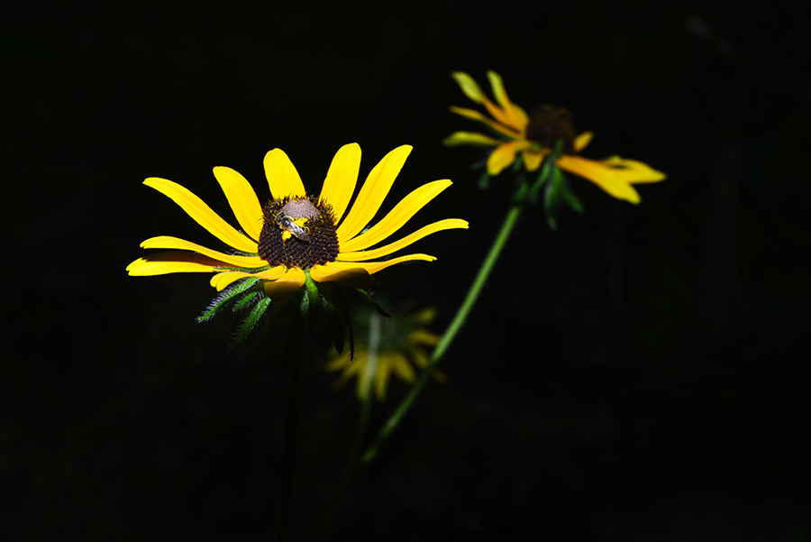 _DSC8281_1610 - Copy.JPG