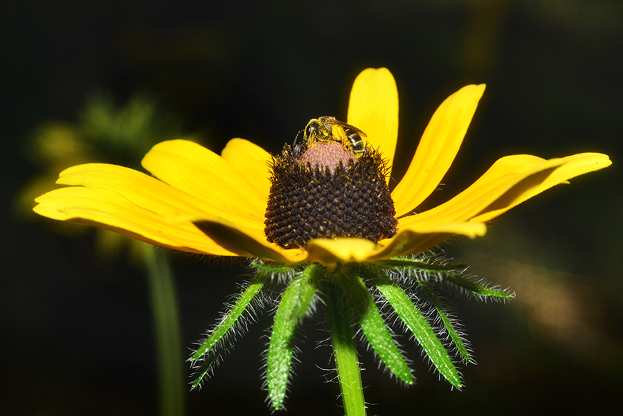 _DSC8316_1645 - Copy.JPG