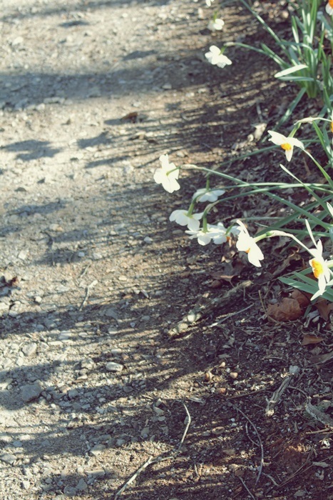 daffodil 12.JPG