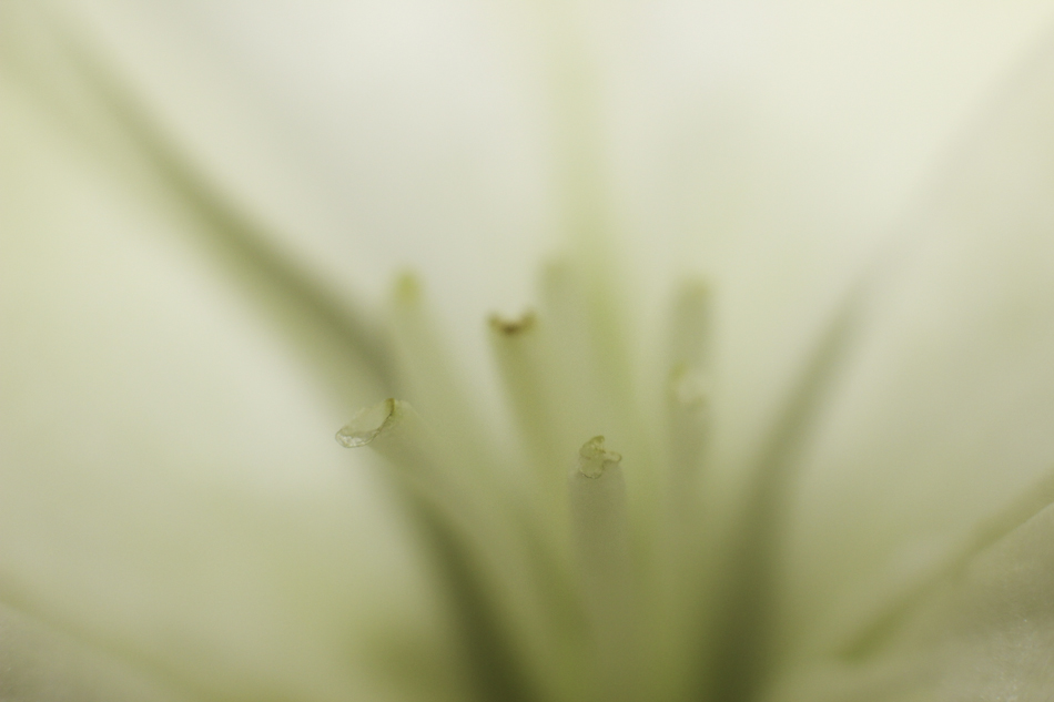 white-flower-7408.jpg