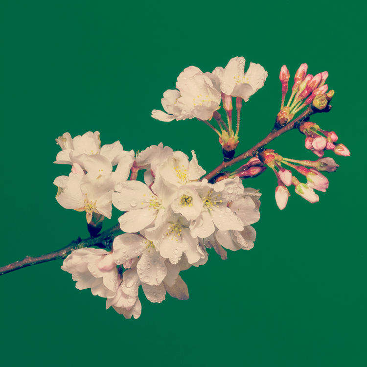 flower-1.jpg