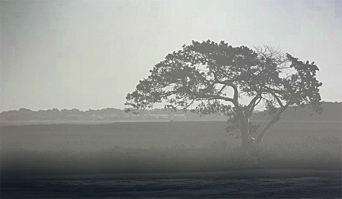 foggy tree-1.jpg