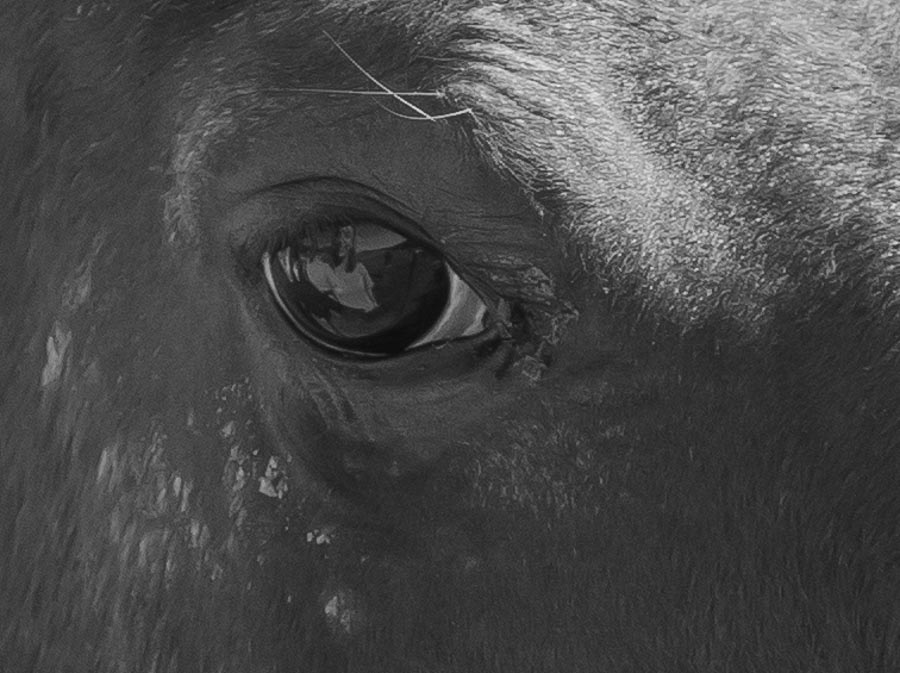 2014-10-5 horse lover.jpg