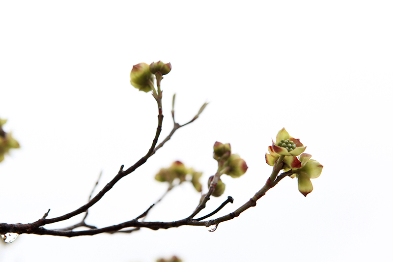 tree2.jpg : 벚꽃대신. tree2.jpg : 벚꽃대신.