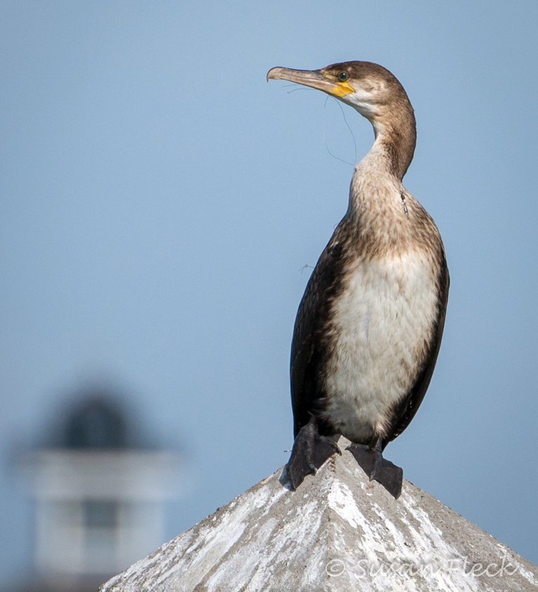 Cormorant_Great_juv__4501997.jpg