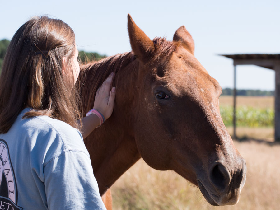 2014-10-5 horse lover origin.jpg