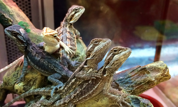 20131202-Petco003.jpg