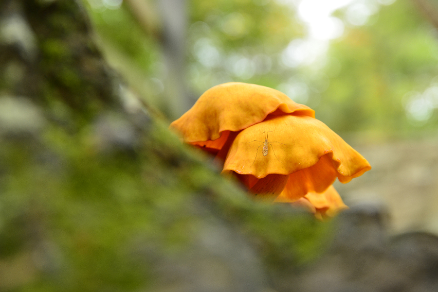 _DSC7215_9910 copy.jpg