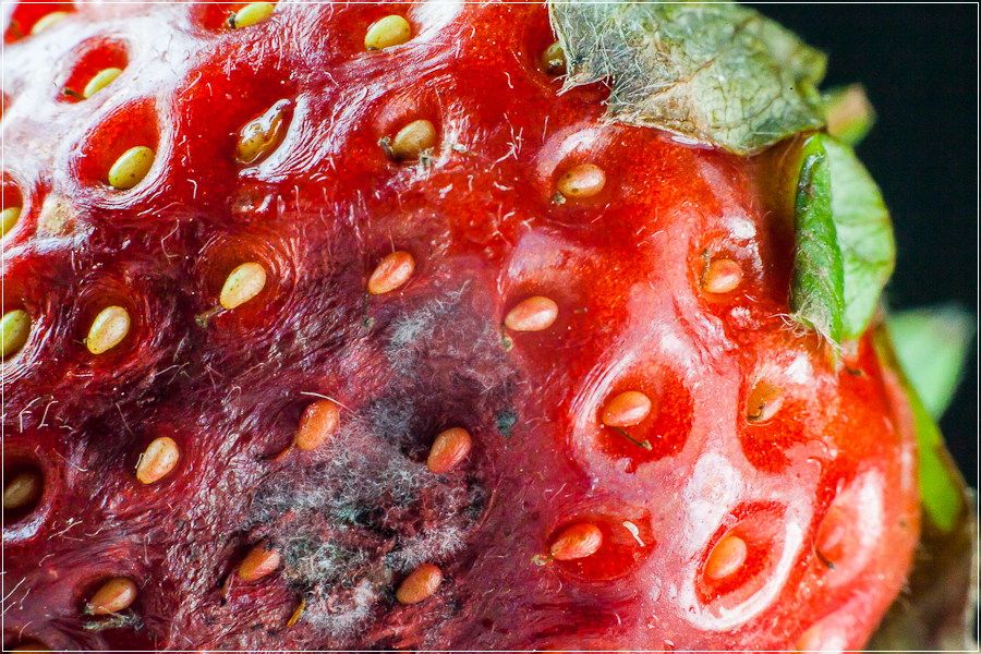 rotten-strawberry-1.jpg