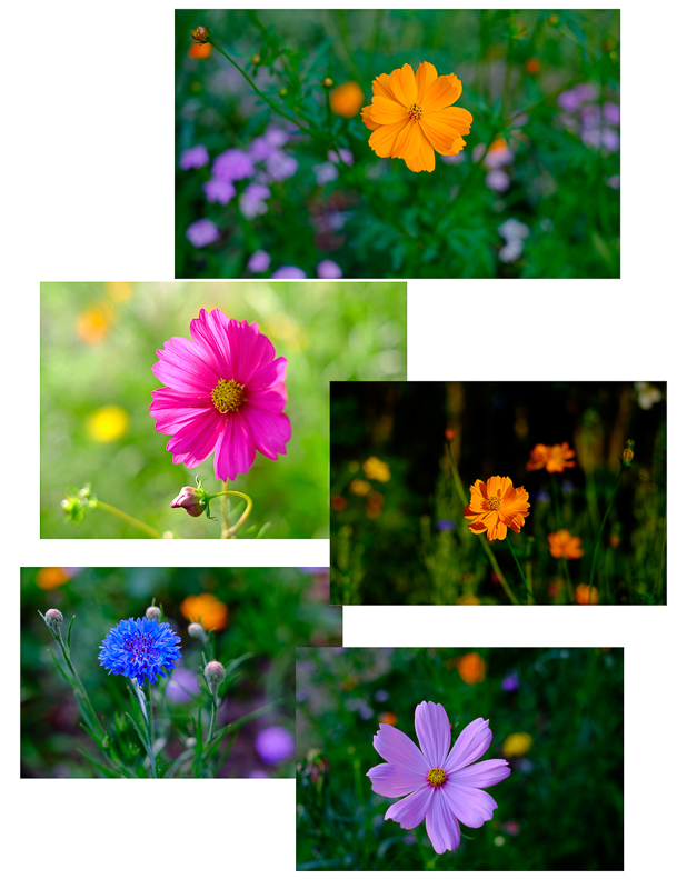 Flowers-LR-Fixed-1.jpg