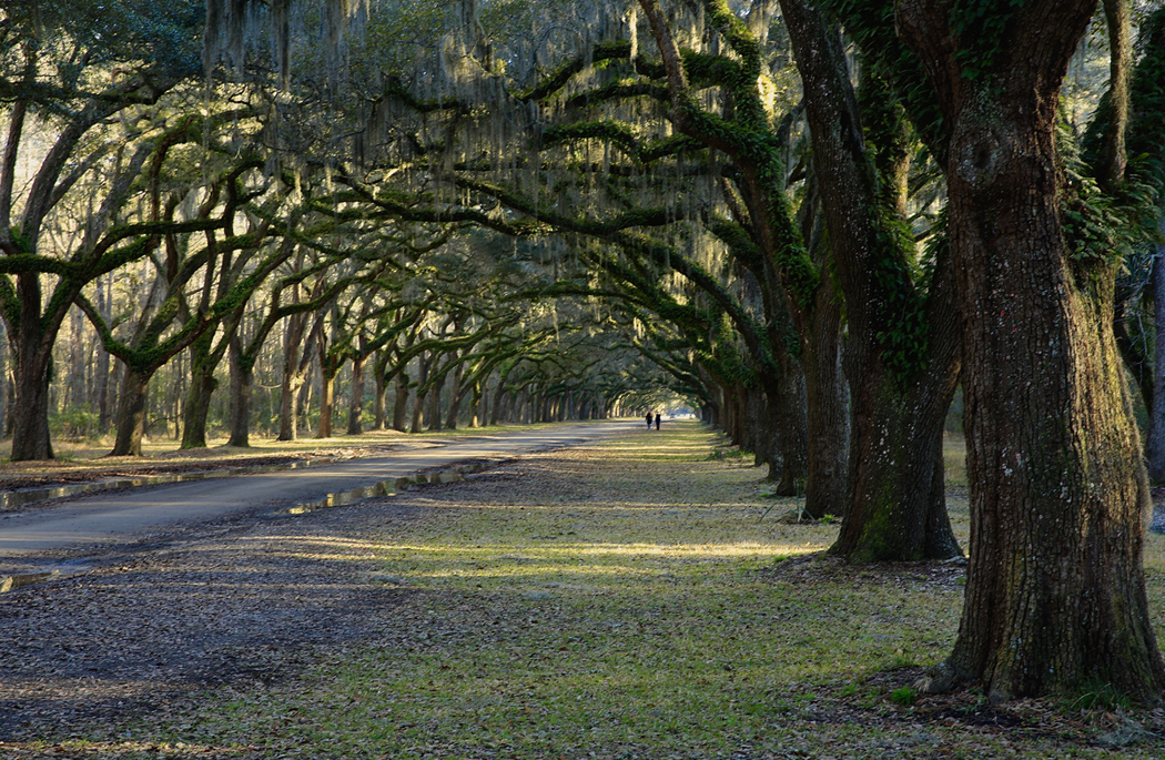 Wormsloe Plantation2_edited-1.jpg