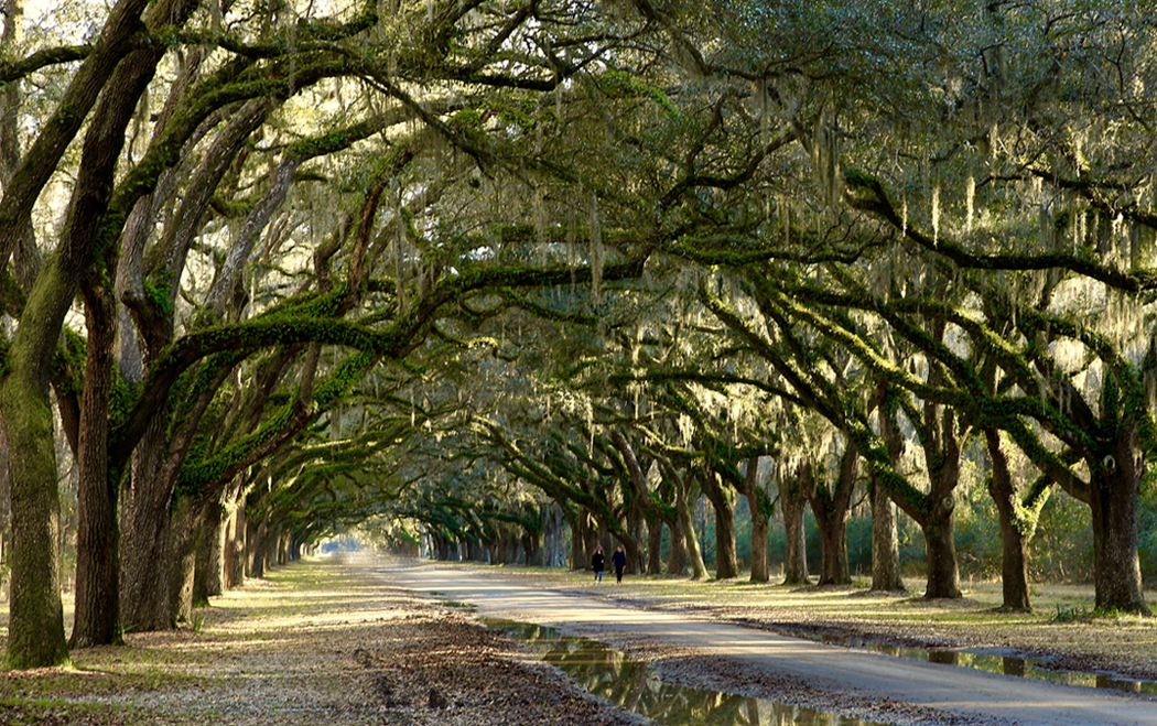 Wormsloe Plantation_edited-3.jpg