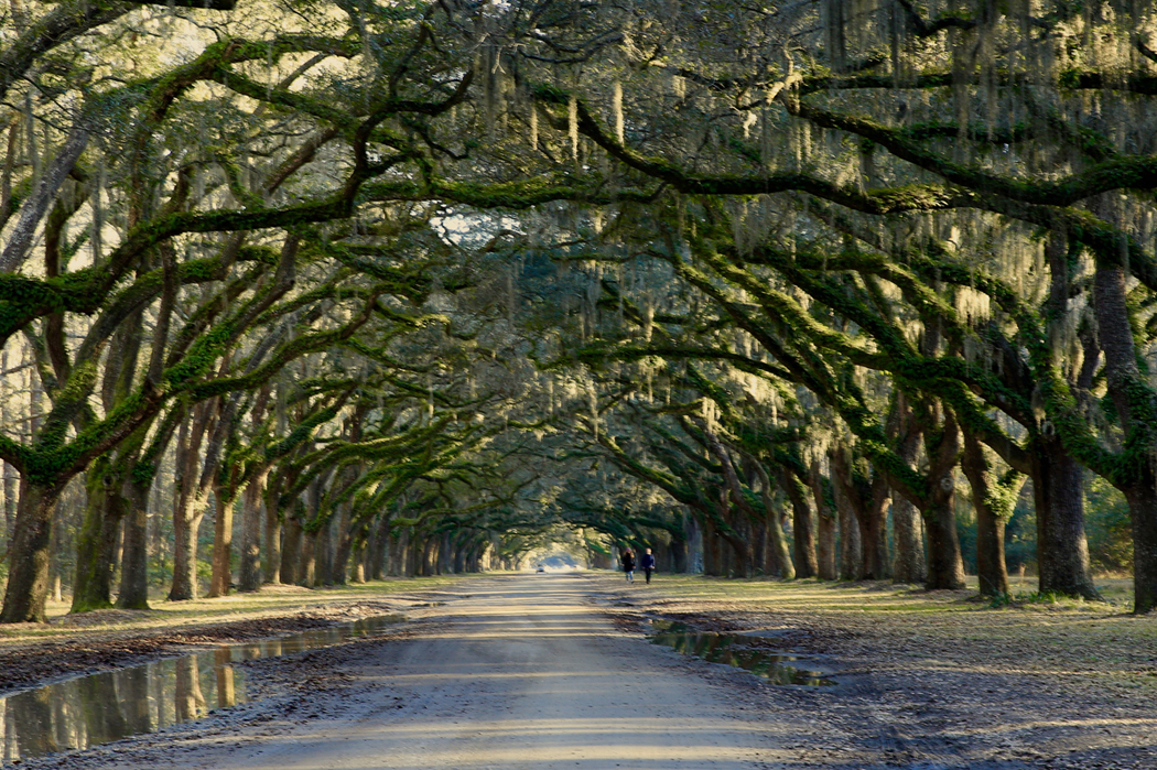 Wormsloe3_edited-1.jpg