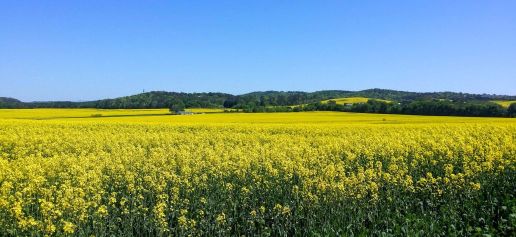 20160417_123622 (1) (1) (1).jpg