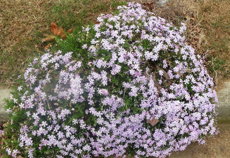 P1010169.JPG : 마이너리티