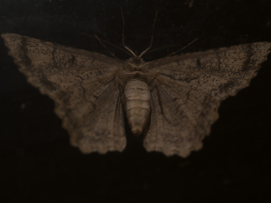 2014-06-20 moth 1.jpg