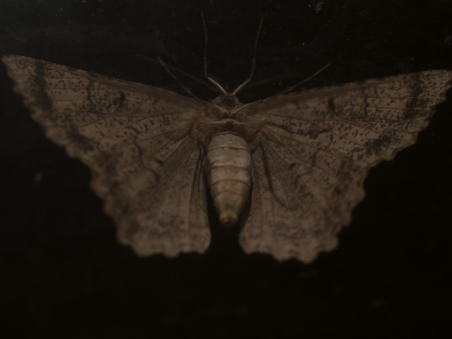 2014-06-20 moth 1.jpg
