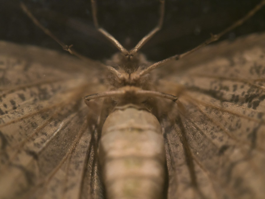 2014-06-20 moth 2.jpg